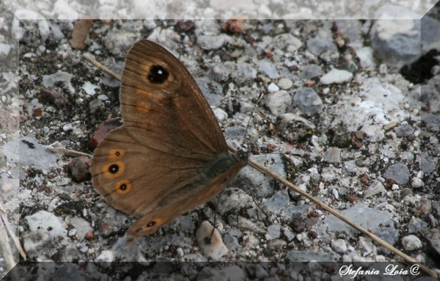 Erebia? - No, Lasiommata maera